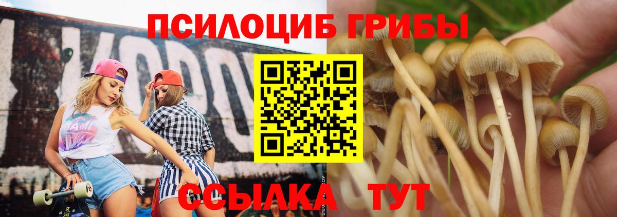 Псилоцибиновые грибы Cubensis Чехов